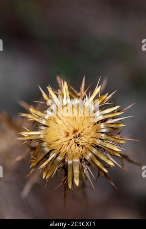 un unico fiore di cardo pronto ad iniziare a diffondere la prossima generazione di piante Foto Stock