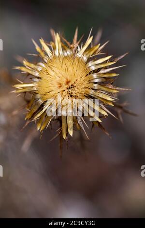 un unico fiore di thistle pronto per iniziare a diffondere la prossima generazione di piante prima dell'inverno Foto Stock