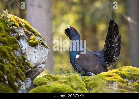 Fiero Western capercaillie lekking sulla roccia in primavera. Foto Stock