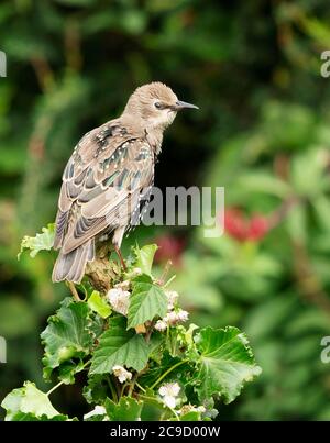 Un giovane Starling (Sturnus vulgaris) arroccato, Warwickshire Foto Stock