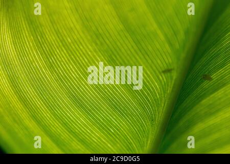 immagine macro di una foglia di banana con il sole che splende su di esso Foto Stock