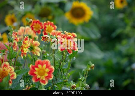 Fiori di Dahlia Pooh visto su uno sfondo sfocato di foglie verdi e girasoli gialli sul giardino di assegnazione in estate. Foto Stock