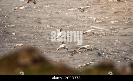 Uccelli marini, Gannetti settentrionali, Morus faganus, che sorvolano il mare. Great Saltee Island, Irlanda. Foto Stock