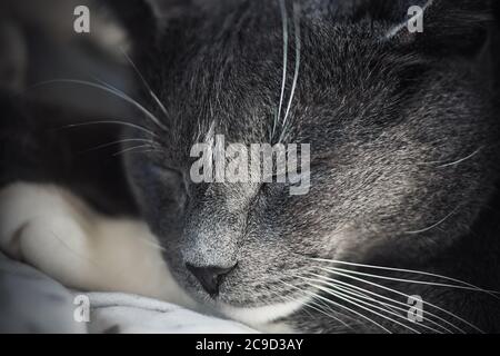 Un ritratto ravvicinato di un simpatico gatto grigio, pigro, che si addormenta velocemente. Foto Stock