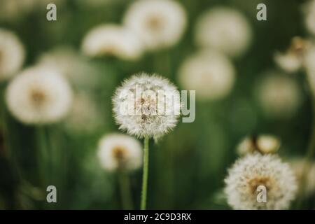 Bellissimi mordelioni soffici all'aria aperta su uno sfondo sfocato, dente di leone fiorito Foto Stock