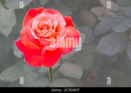 Bella Rosa Rossa contro un astratto, desaturato sfondo di foglie Foto Stock
