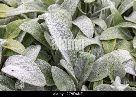 Foglie rivestite di Stachys byzantina o di agnello-orecchio o di agnello hedgenortica lanosa Foto Stock