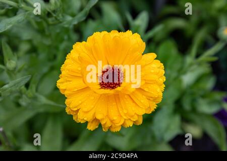 Closeup giorno piovoso di un fiore giallo di Calendula officinalis, pianta comunemente conosciuta come marigold vaso, rucole, comune marigold o marigold Scotch Foto Stock