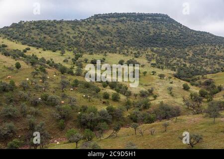 El Chepe Train View, Chihuahua state, Messico. Bestiame pascolo su Hillside tra Chihuahua e la Junta. Foto Stock