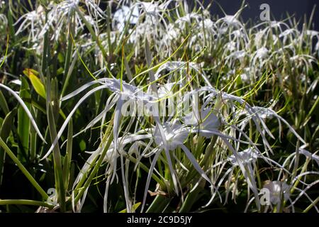 Una massa di gigli ragno di spiaggia, Hymenocallis littoralis, in piena fioritura, fotografata in un giardino a Maputo, Mozambico Foto Stock