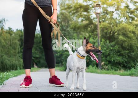 Cane al guinzaglio con jogger. Correre, esercitarsi con gli animali domestici, lifestyle attivo in città, donna che corre con la sua volpe terrier Foto Stock