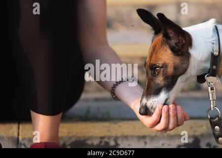 Mano che alimenta un cane all'aperto. Camminare con animali domestici, stile di vita urbano con un cucciolo, liscia volpe terrier razza Foto Stock