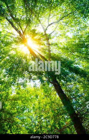 Varietà corone di alberi nella foresta di primavera contro il cielo blu con il sun. Vista inferiore degli alberi Foto Stock