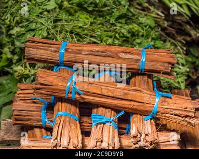 La corteccia di piante provenienti dalle foreste pluviali del Sud America, chiamata 'artiglio di gatto' (uña de gato) è un'erba attribuita alle proprietà medicinali. Il Foto Stock