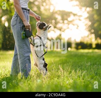 Donna irriconoscibile che addestra il bulldog francese nel parco della città. Animale domestico purebred in piedi sui piedi posteriori, ossequi odoranti dalla mano del proprietario femminile del cane, tramonto estivo sullo sfondo. Concetto di addestramento degli animali. Foto Stock