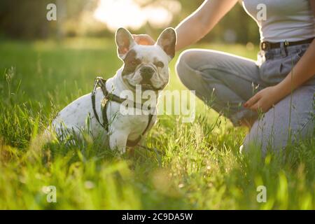 Vista laterale del bulldog francese bianco e marrone seduto sull'erba nel parco e guardando la macchina fotografica. Proprietario di cane femminile irriconoscibile che tiene l'animale domestico purebred fra le gambe, seduto vicino. Concetto di animali domestici. Foto Stock