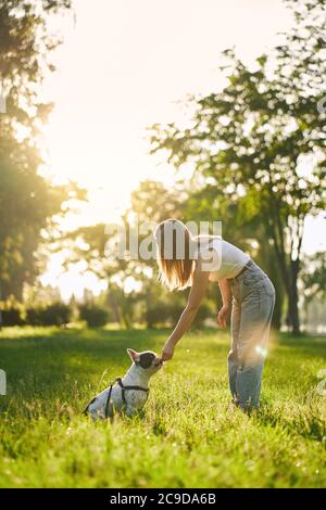 Vista laterale della giovane donna che allenava il bulldog francese nel parco cittadino, bellissimo tramonto estivo sullo sfondo. Purebred animali domestici odoranti tratta dalla mano del proprietario di cane femmina. Concetto di addestramento degli animali. Foto Stock