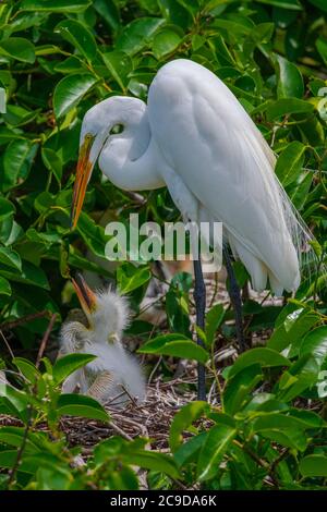 Grande Egret nutrire i suoi pulcini nel nido Foto Stock