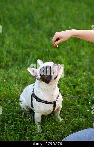 Raccolto di mano di unriconoscable donna che tiene le tratta, proprietario che addestrano il bulldog francese sul guinzaglio. Vista dall'alto dell'animale domestico, seduto su un'erba verde che guarda le prelibatezze, giorno d'estate. Concetto di addestramento degli animali. Foto Stock