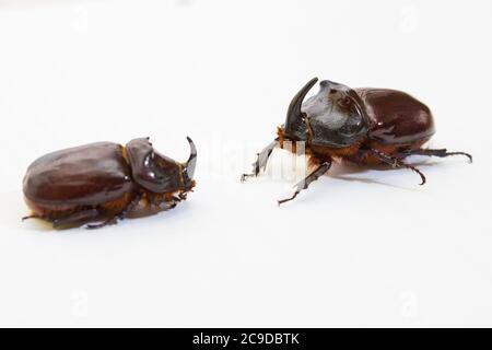 Rhinoceros beetle close up - studio shot, biologia insettoide, vita selvaggia, maschile e femminile Foto Stock