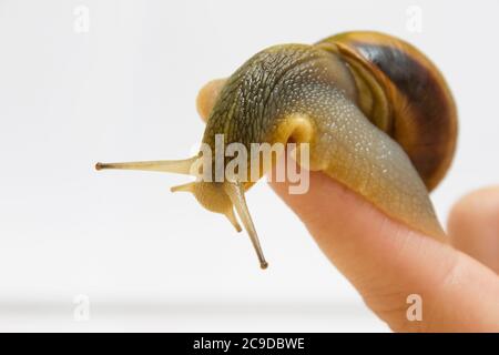 Primo piano lumaca d'uva su un dito femminile, animale domestico - studio shot, biologia, vita selvaggia, maschio e femmina, cibo Foto Stock