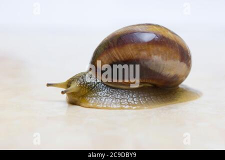 Chiocciola d'uva primo piano - studio shot, biologia, vita selvaggia, maschio e femmina, cibo Foto Stock