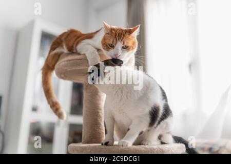gatto marrone e bianco sulla cima di una torre raschiatore, leccano l'orecchio di un gatto bianco e nero Foto Stock