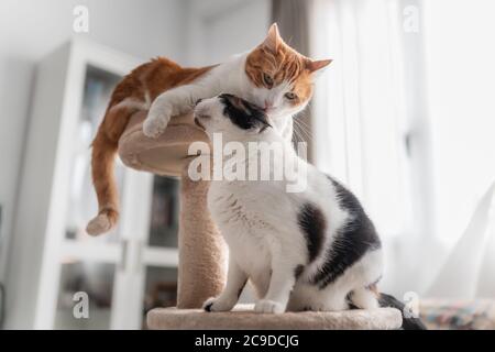 gatto marrone e bianco sulla cima di una torre raschiatore, leccano l'orecchio di un gatto bianco e nero Foto Stock