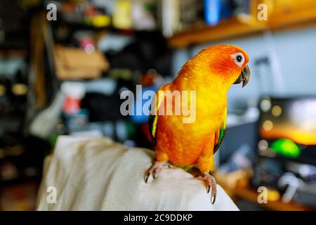 Il sole parakeet bei colori di arancio giallo e arathinga rosso si siede su una sedia Foto Stock