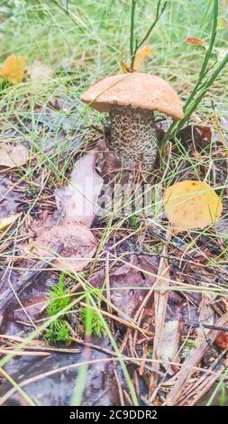 Coppa rossa funghi bolete Leccinum aurantiacum che cresce nell'erba della foresta di pioppo. Noto anche come stelo scaber con tappo rosso. Fungo commestibile Foto Stock