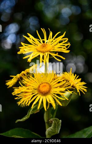 Margherite gialle sulla strada Foto Stock