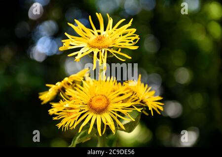 Margherite gialle sulla strada Foto Stock