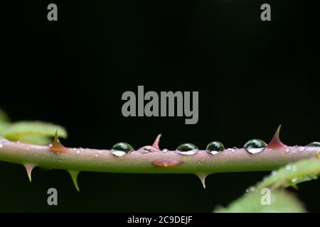 Rosa cane (Rosa canina) gambo Foto Stock