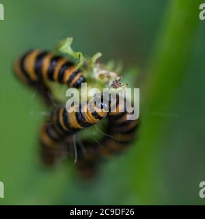 Caterpillars di falda cinabro (Tyria jacobaeae) che si nutrono su Ragwort (Jacobaea vulgaris) Foto Stock