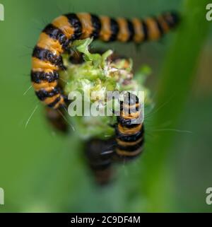 Caterpillars di falda cinabro (Tyria jacobaeae) che si nutrono su Ragwort (Jacobaea vulgaris) Foto Stock