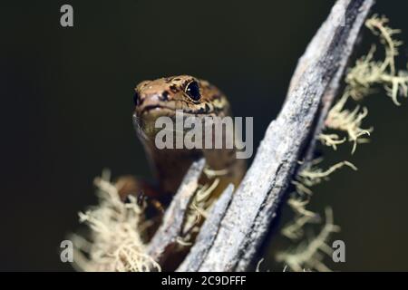 Lo skink comune (poligosoma policroma) una specie di skink originaria della Nuova Zelanda. Foto Stock