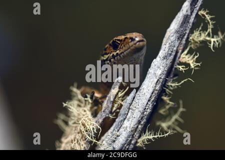 Lo skink comune (poligosoma policroma) una specie di skink originaria della Nuova Zelanda. Foto Stock