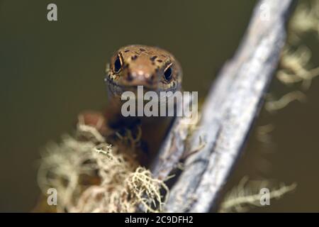 Lo skink comune (poligosoma policroma) una specie di skink originaria della Nuova Zelanda. Foto Stock