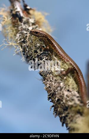 Lo skink comune (poligosoma policroma) una specie di skink originaria della Nuova Zelanda. Foto Stock