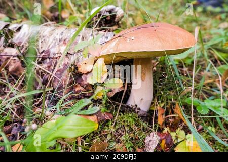 Calluna vulgaris, noto come Common Heather, mollo, o semplicemente erica e grande fungo commestibile.Ceps in ambiente naturale. Cugino gourmet. Ricerca in corso Foto Stock