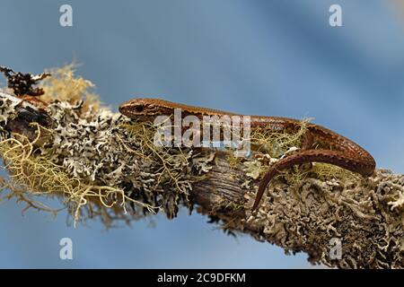 Lo skink comune (poligosoma policroma) una specie di skink originaria della Nuova Zelanda. Foto Stock