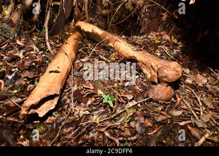 Ossa delle gambe di un moa orientale, Emeus crasso, una moa relativamente a zampe corte, ingombrante, di medie dimensioni, proveniente dalla Nuova Zelanda. Ora estinto. Foto Stock