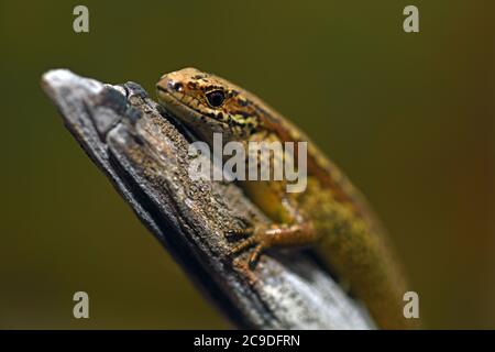 Lo skink comune (poligosoma policroma) una specie di skink originaria della Nuova Zelanda. Foto Stock