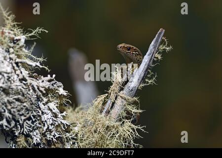 Lo skink comune (poligosoma policroma) una specie di skink originaria della Nuova Zelanda. Foto Stock