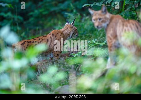 Magdeburgo, Germania. 28 luglio 2020. Un cucciolo di lince carpatica si trova accanto ai suoi genitori nella recinzione di lince dello zoo di Magdeburg. Credit: Klaus-Dietmar Gabbert/dpa-Zentralbild/ZB/dpa/Alamy Live News Foto Stock