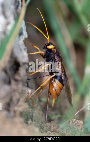 Femmina di legno Wasp (Urocerus gigas) che depone le uova in un albero Foto Stock