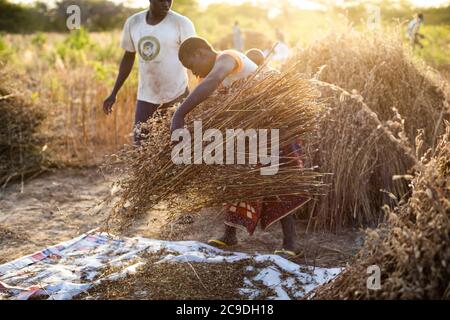 Gli agricoltori africani di sussistenza estraggono il grano di sesamo da gambi e capsule agitando i fasci essiccati su un telo di telone in un campo di sesamo nella provincia rurale di Mouhoun, Burkina Faso, Africa occidentale. Foto Stock