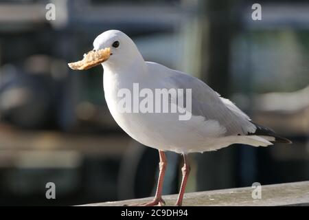 Primo piano di un gabbiano che mangia un pezzo di pane Foto Stock