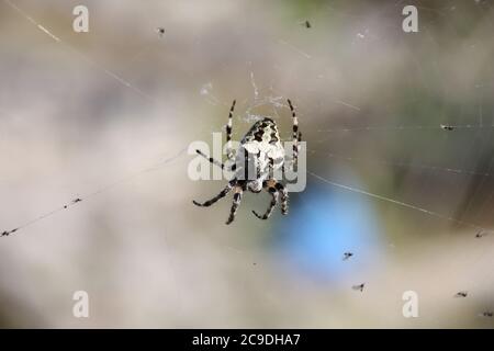 spider prende mosche con la sua rete Foto Stock