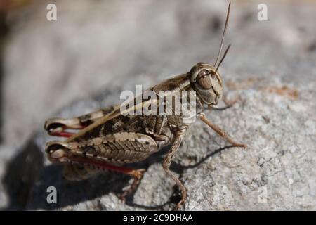 una grande locusta si siede al sole su una pietra Foto Stock